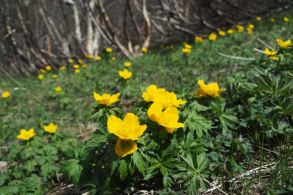 Flowers on the descent