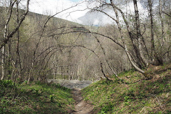 branches arch