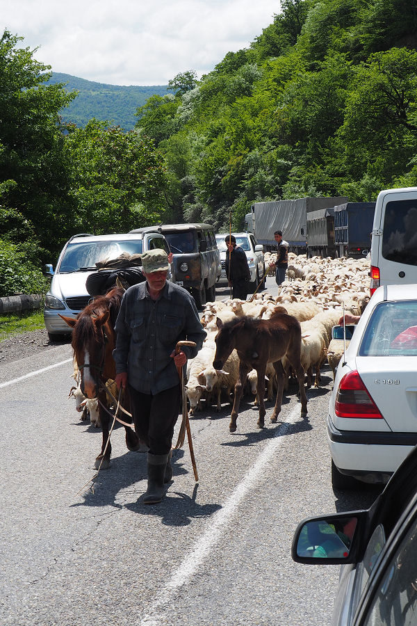 Sheep herding on the main highway