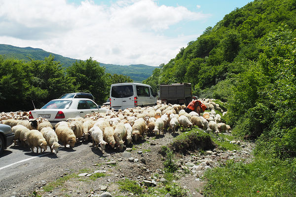 Herding on the main highway