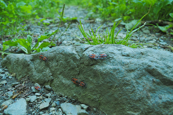 Local insects celebrating Spring