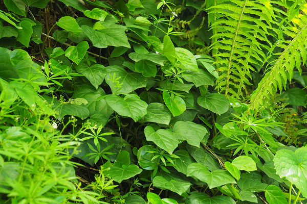 Greenery near the falls