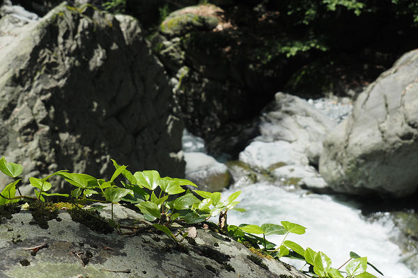 Vine on a rock