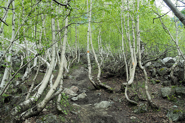 Silver birch - bent trunks from growing through the weight of the snow when young?