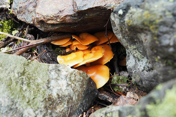 Fungi - the only specimens seen